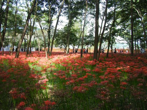 一面に曼珠沙華が咲いています。