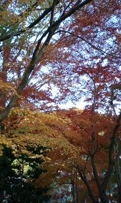 高尾山ふもとの紅葉