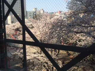 20150330_sakura.JPG