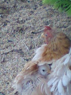 チャボと子ども・上