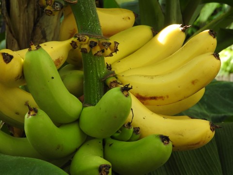 bunch_of_bananas.jpg