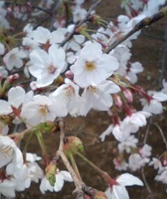 桜